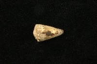 藏品(樂譜芋螺)的圖片